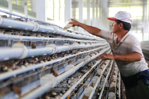 'Vua chim cút' chiếm lĩnh thị trường khó tính Nhật Bản 
